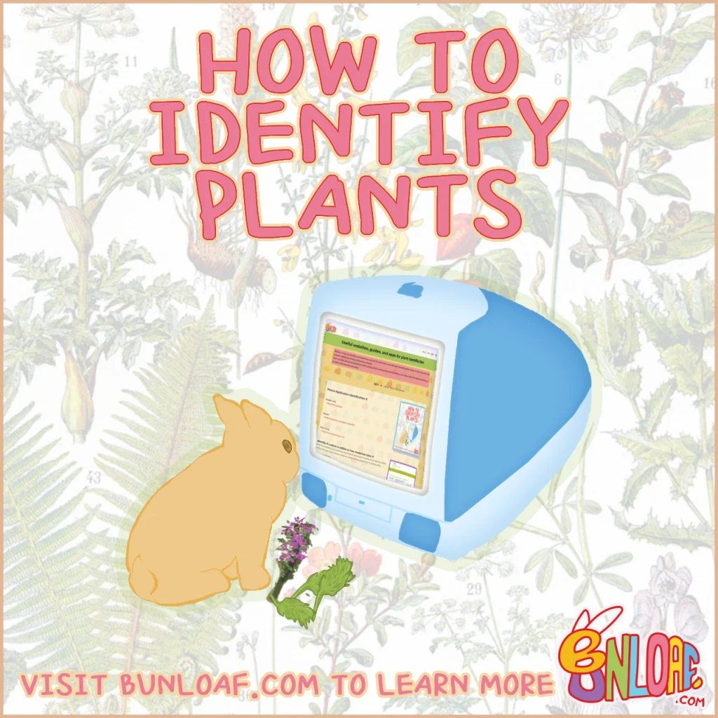 how to identify plants! how to identify plants!