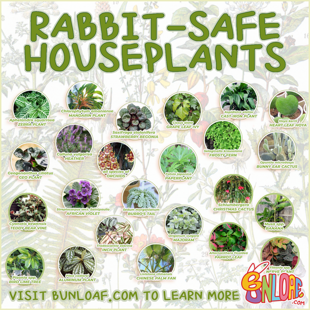 Safe Houseplants for Rabbits – Common houseplants that are non-toxic to bunnies