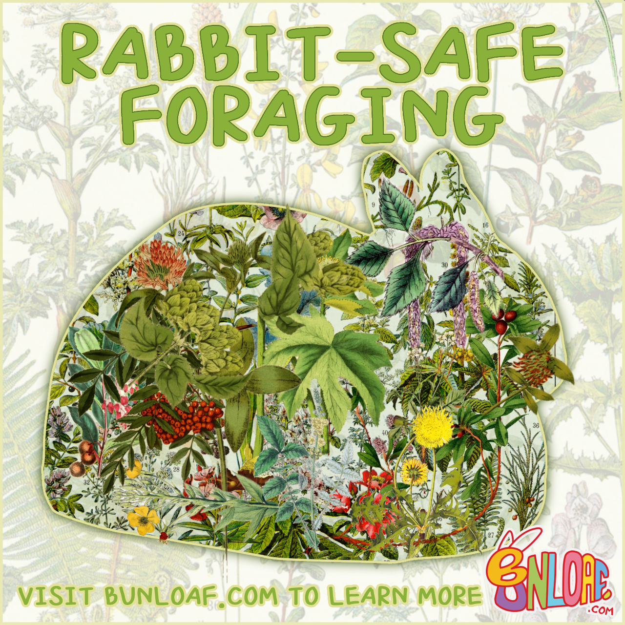 Foraging & Gardening for Rabbits – Safe herbs, garden plants, and wildflowers for bunnies