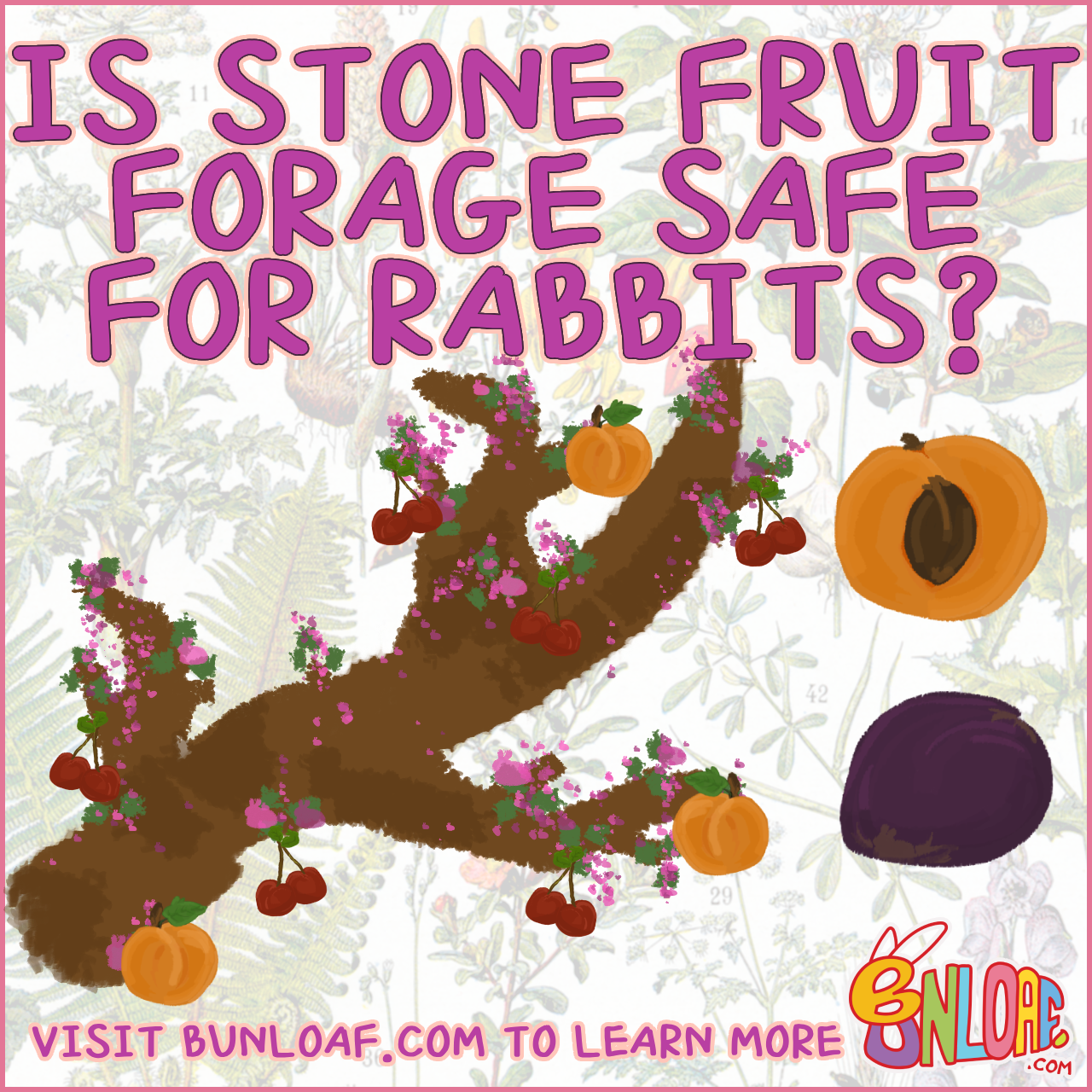 Can rabbits eat the leaves and bark from cherry, peach, apricot, almond, and plum trees?